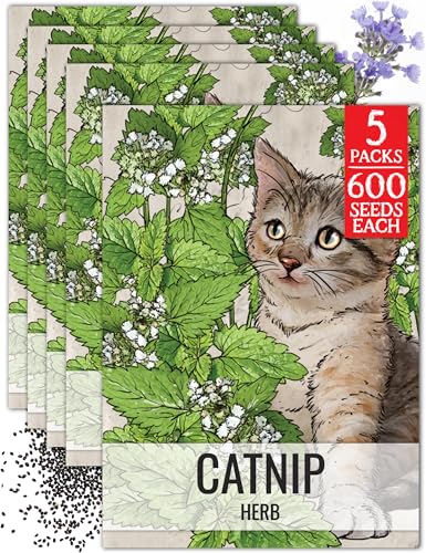 Catnip Seeds to Plant Heirloom Non (5 Packs)