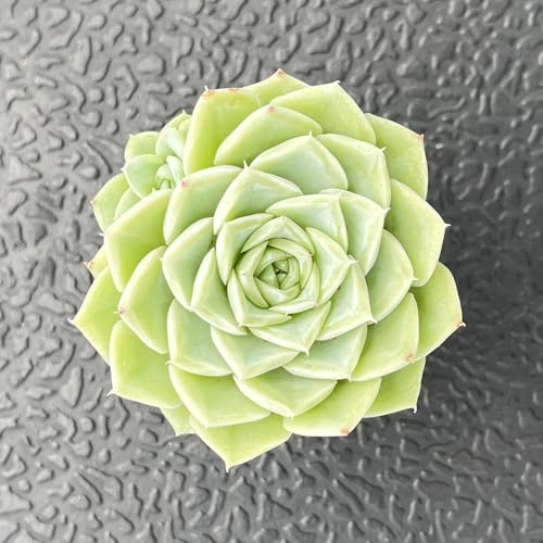 Echeveria 'Malgan' White Swan (Echeveria 'Malgan' White Swan)