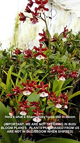 Oncidium Sharry Baby