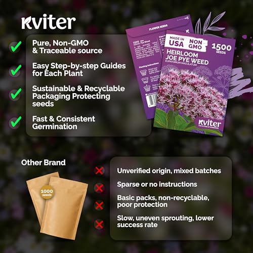 1500 Joe Pye Weed Heirloom Flower Seeds for Planting