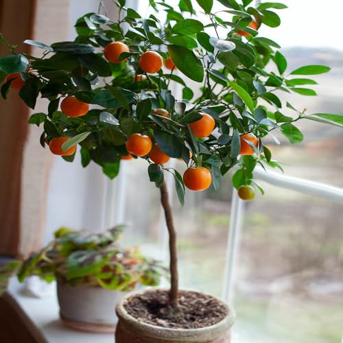 Nules Clementine Tree (5-6ft)