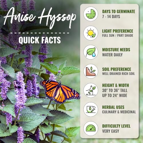 Anise Hyssop Seeds to Plant Perennial Heirloom Herbs 5 Packs (5 Packs)