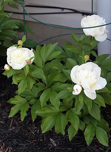 5 Pack 36" x 18" Peony Double Ring Plant Support (Double ring 5pack)