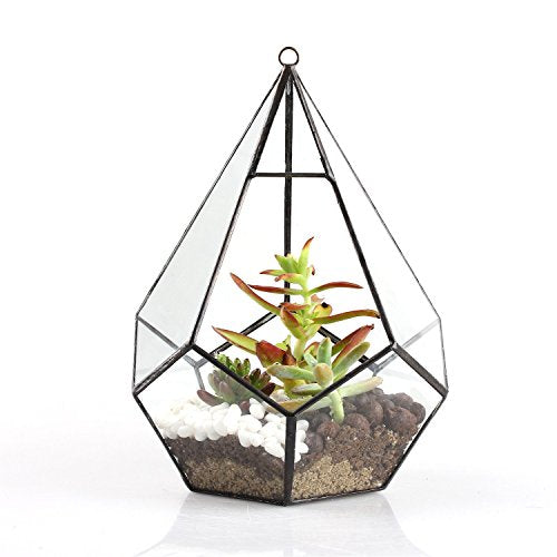 Hanging Glass Geometric Terrarium for Succulent (Black / Medium)