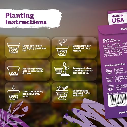 1500 Joe Pye Weed Heirloom Flower Seeds for Planting