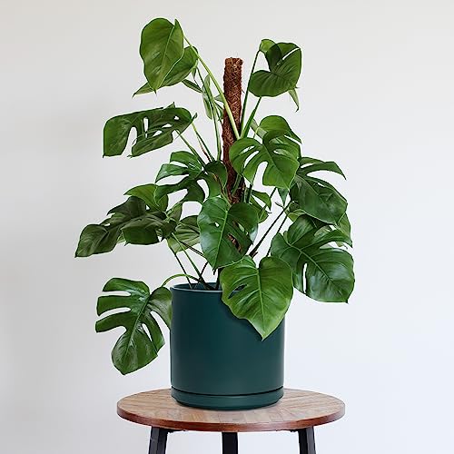2 Pack Ceramic Pots with Saucers (2 Count)