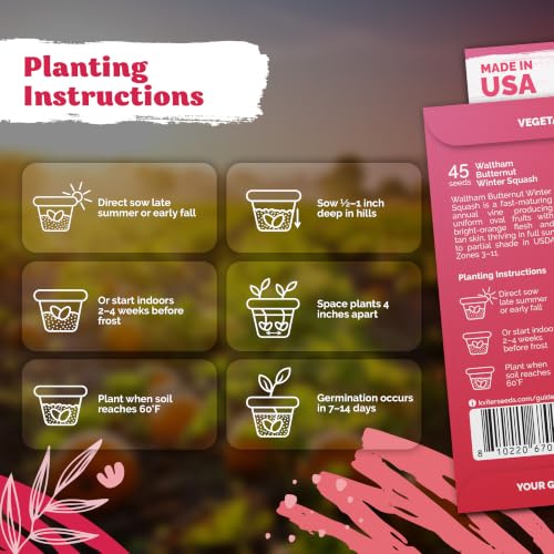 45 Waltham Butternut Winter Squash Vegetable Seeds