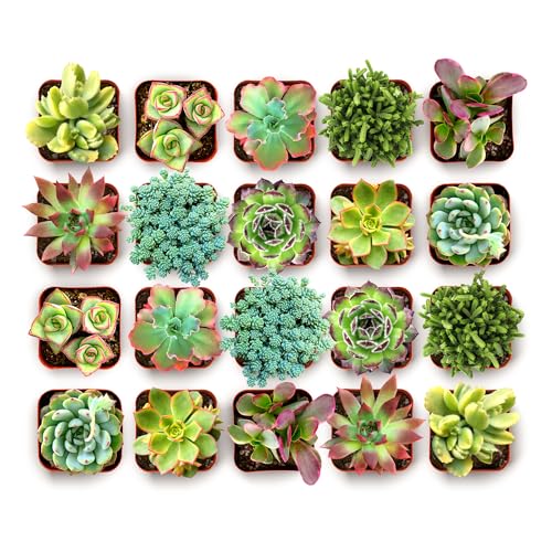 Spring Beauties Bulk Succulent Plant Pack (256 Pack)
