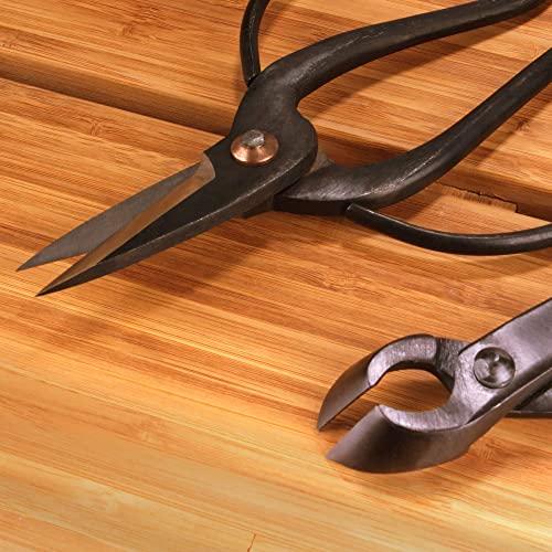 Bonsai Basics Set