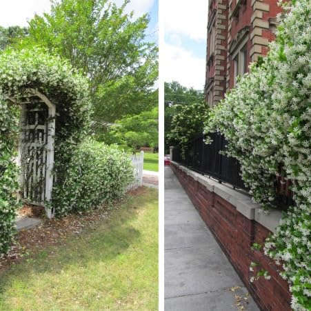 Daisy Ship Star Jasmine Fast (4 × 2-in bags / jasmine-star)