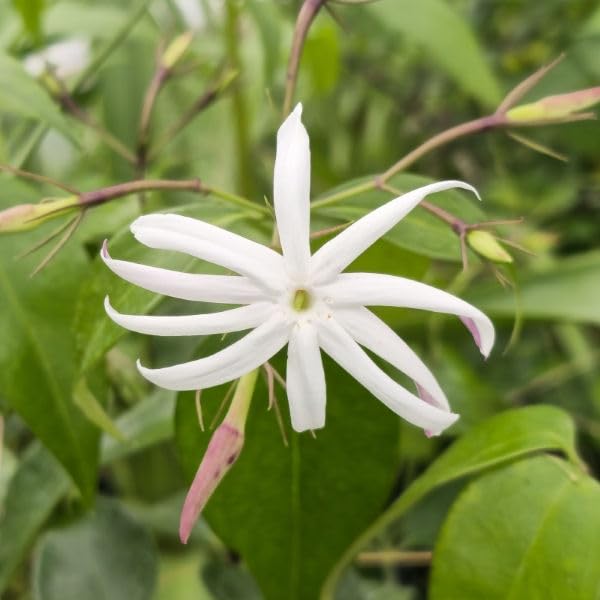 Angel Wing Jasmine (4 Count)