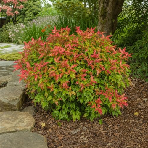 Heavenly Bamboo (3 Count)