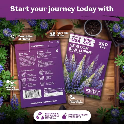 250 Blue Lupine Heirloom Flower Seeds for Planting