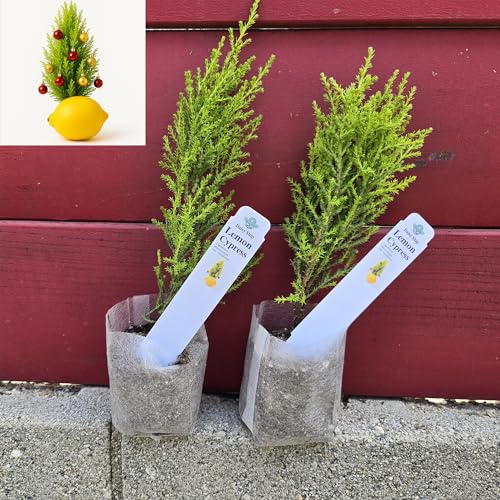 Live Lemon Cypress Plant (2 Count (Sac) / cypress-lemon)