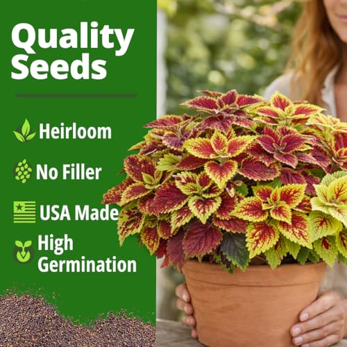 Rainbow Coleus 1500 Flower Seeds Plectranthus scutellarioides