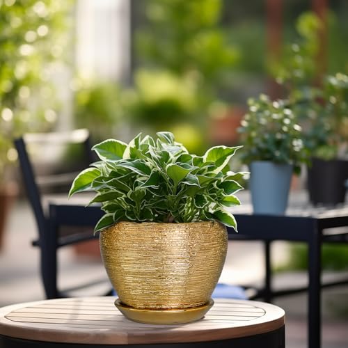 Indoor Plant Pot 6 Inch