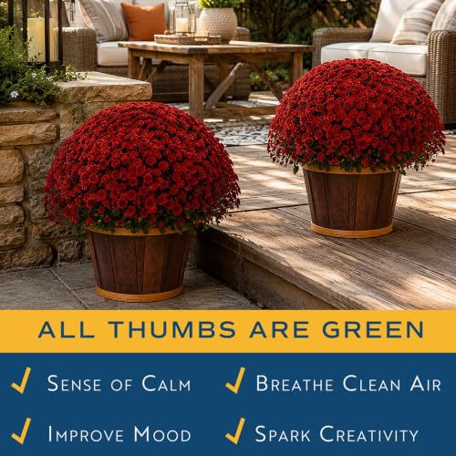 Garden Mums Live Outdoor Plant (Bushel Basket Flower Pot / 3 Qt. (Pack of 2) / Red)