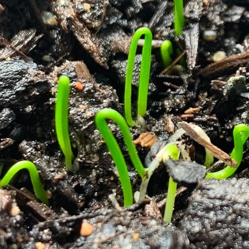 Garlic Chives Seeds to Plant Heirloom Non (5 Packs)