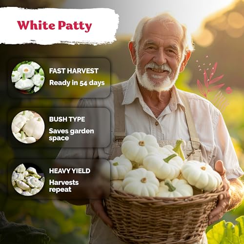 50 White Patty Pan Squash Heirloom Vegetable Seeds