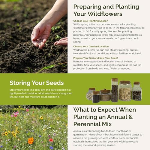 New Hampshire Wildflower Mixed Seeds for Planting