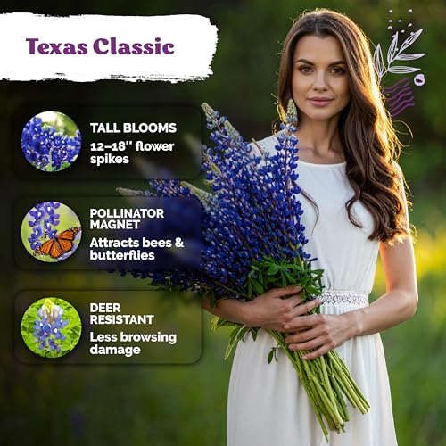 75 Texas Bluebonnet Heirloom Flower Seeds for Planting