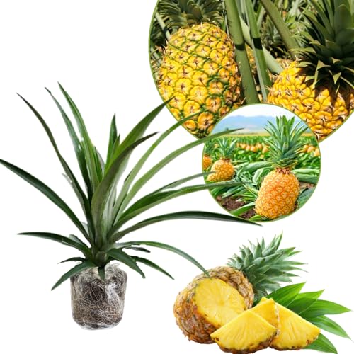 Pineapple Live Plant
