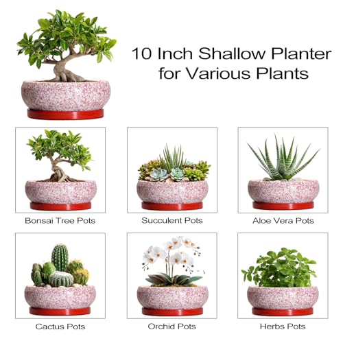 Bonsai Pots 10 Inch (10 Inch / Red-white)