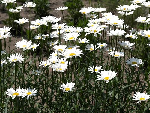 Live Perennial Plants (10 Pots)