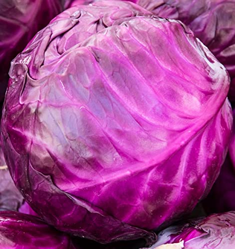 200+ Red Acre Cabbage Seeds for Planting Outdoors