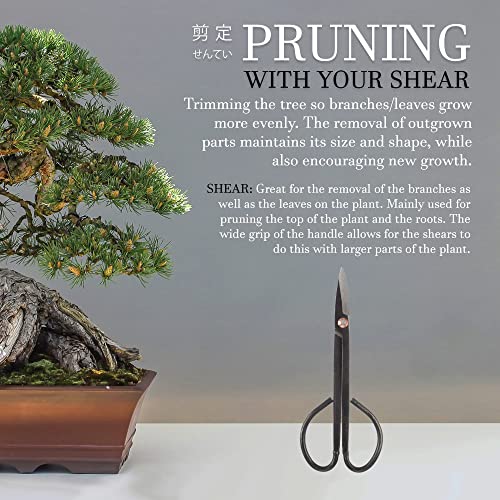 Bonsai Basics Set