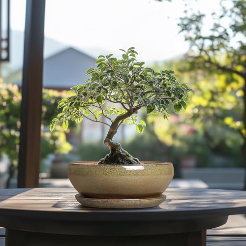 Succulent Pots (8 Inch / Speckled-brown)