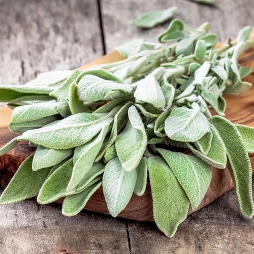 Broad Leaved Sage Seeds to Plant Heirloom Non (2 Packs)