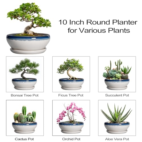 Bonsai Pots 10 Inch Ceramic Pots for Succulents (10 Inch / Blue Off-white)