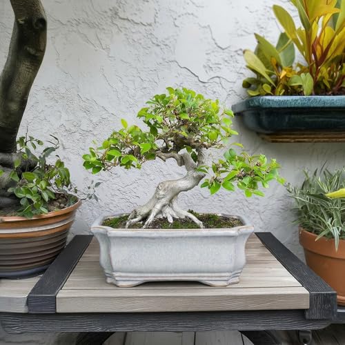 Ceramic Bonsai Planter (11 Inch / Rectangular Grey)