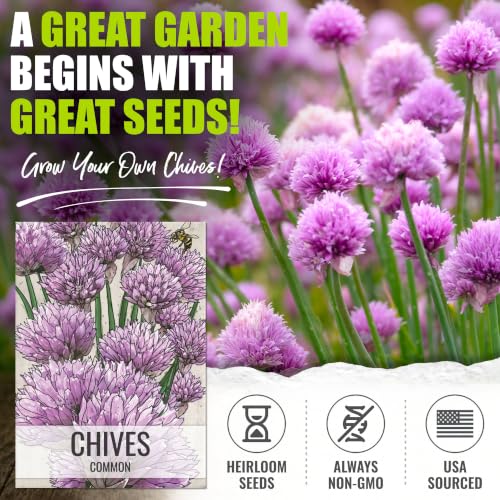 Herb Seeds to Plant Common Chives Heirloom Non (5 Packs)