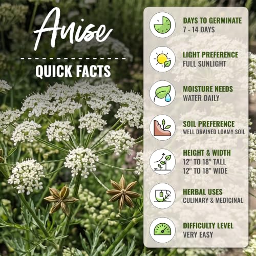 Anise Seeds to Plant Annual Heirloom Non (5 Packs)
