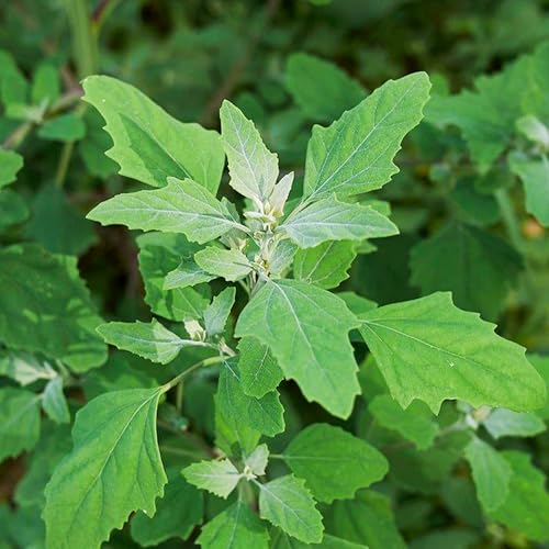 10000 Lambs Quarter Herb Heirloom Seeds