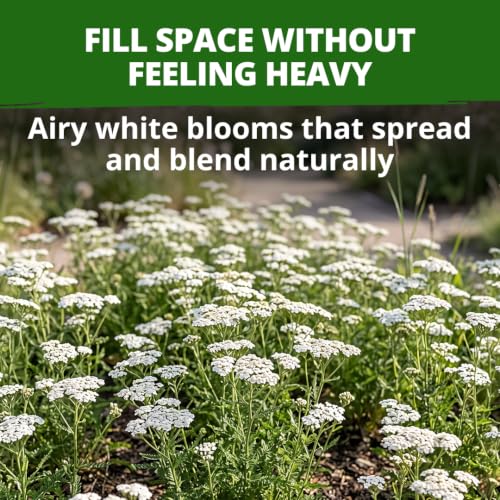 White Yarrow Seeds