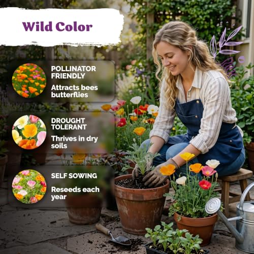 3 000 California Poppy Mix Heirloom Flower Seeds