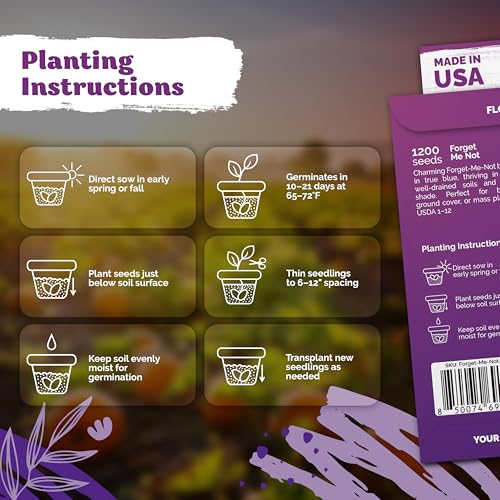 1200 Forget Me Not Heirloom Flower Seeds for Planting