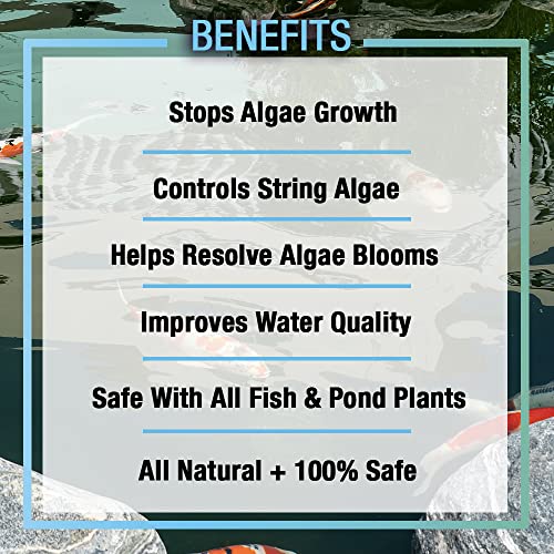 ALGA2.5 Algaway 5.4 Algae Control Treatment for Ponds and Water Gardens (320 Fl Oz)