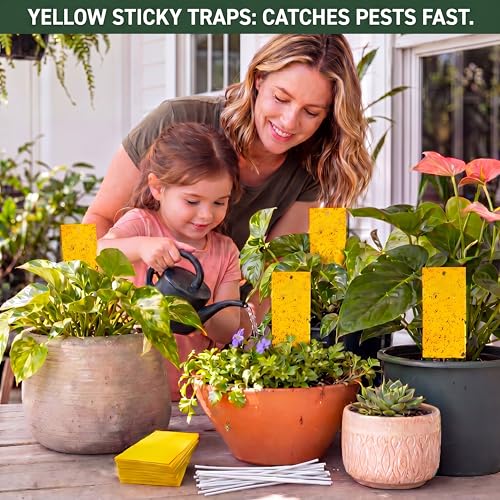 50 Pcs Yellow Sticky Traps for Gnats (9.8 x 5.9 Inch / Yellow)