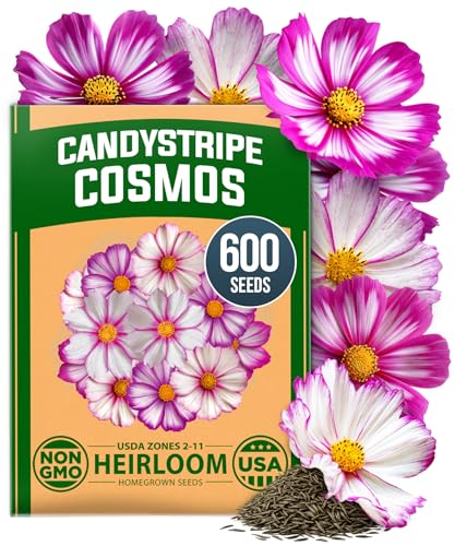 Cosmos Candystripe 600 Flower Seeds Cosmos bipinnatus
