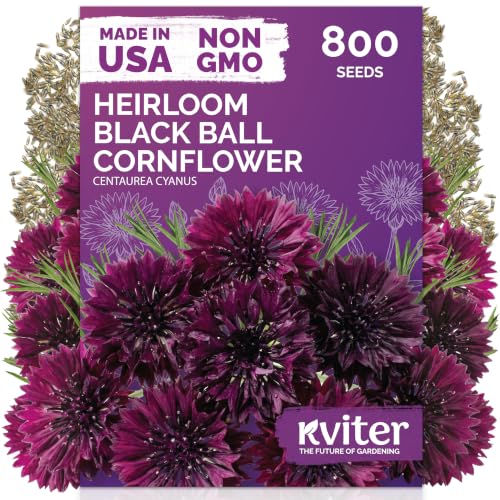 800 Black Ball Cornflower Heirloom Flower Seeds