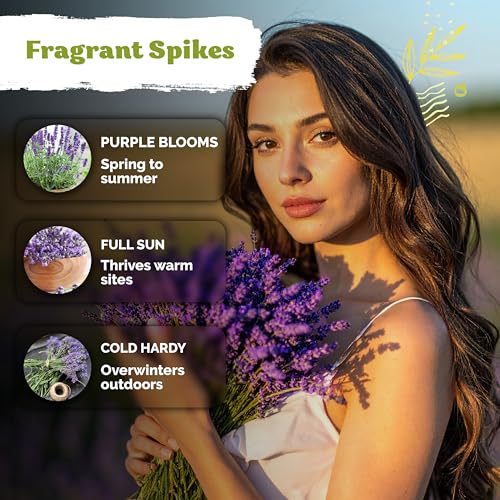 2000 English Lavender Heirloom Herb Seeds