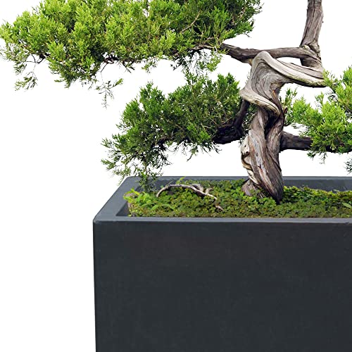 Accent Tall Square Charcoal Concrete Planter 16" H