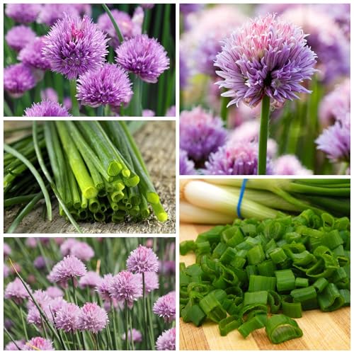 Common Chives Seeds to Plant Heirloom Non (2 Packs)