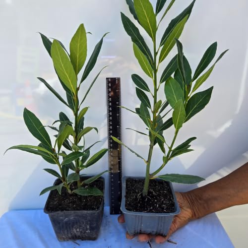 Daisy Ship Bay Laurel (2-Pack (4" Pot) / bayleaf-standard)
