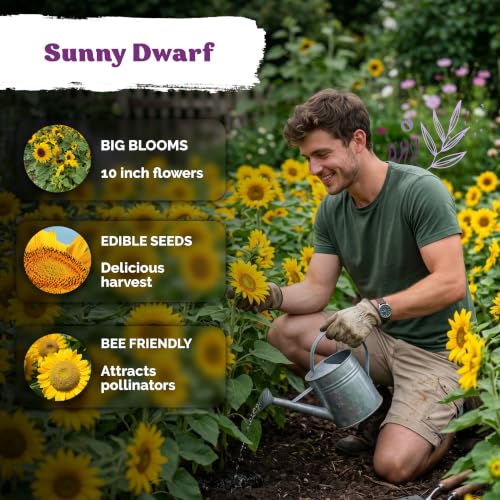 150 Dwarf Sunspot Sunflower Heirloom Flower Seeds
