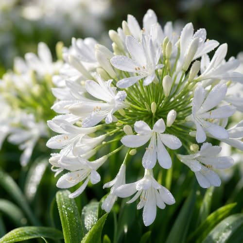 Agapanthus Africanus Getty White (2 Inch / 40 Plants)